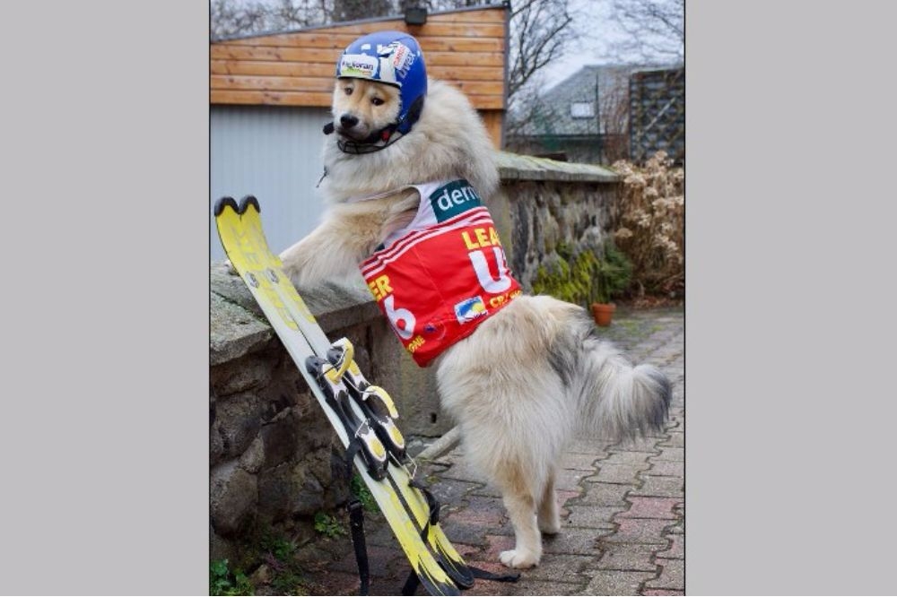 Jeu Concours : le ski club cherche sa mascotte